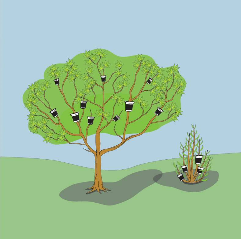 Illustration showing use of pot layering on both a tree and a shrub.