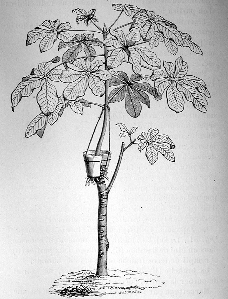 Historical engraving showing an example of pot layering.