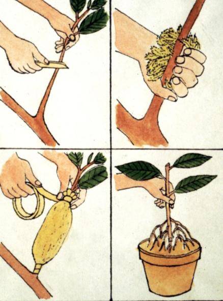 Four panel illustration showing the steps for making an air layer.