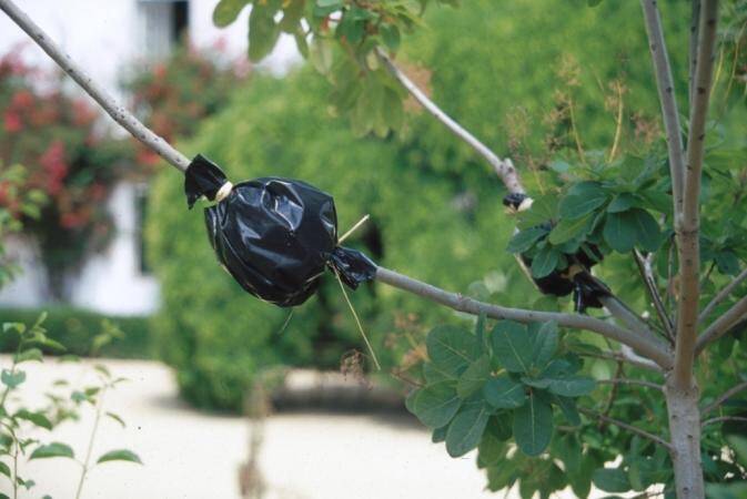 Photo of example of air layering using black plastic.