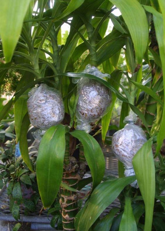 Photo showing three different bags with roots developing on plant stems.