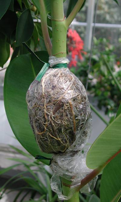 Photo of roots developing inside a plastic bag on plant stem.