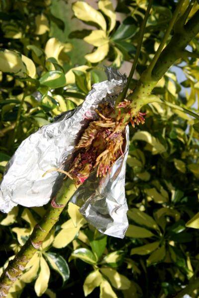 air layering rose plants