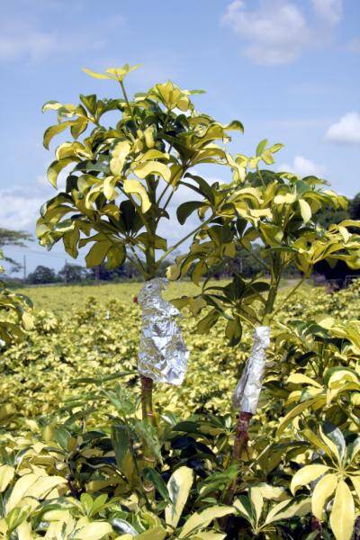 Photo of plant stems covered with aluminum foil.