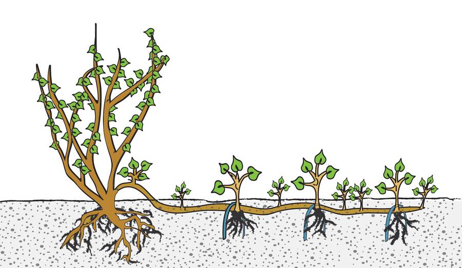Illustration of compound layering technique with stem bound to the ground, covered with soil, and multiple stems emerging and taking root from it.