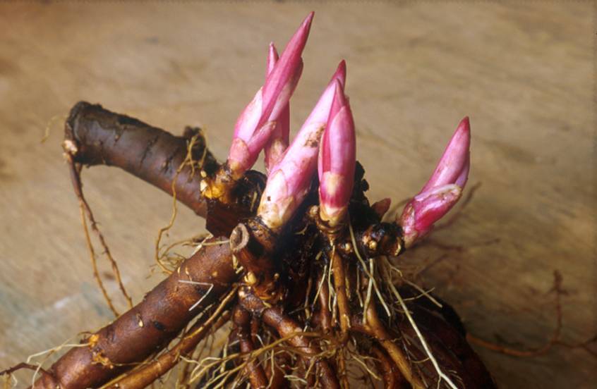 Close up photo of a plant crown showing roots and new shoots arising from it.