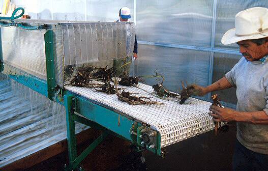 Photo of peony plants being loaded into a machine for washing the soil off them.