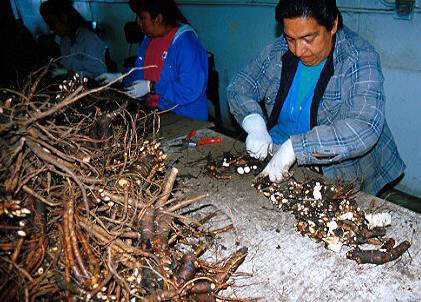 Photo of workers dividing up peony plants.