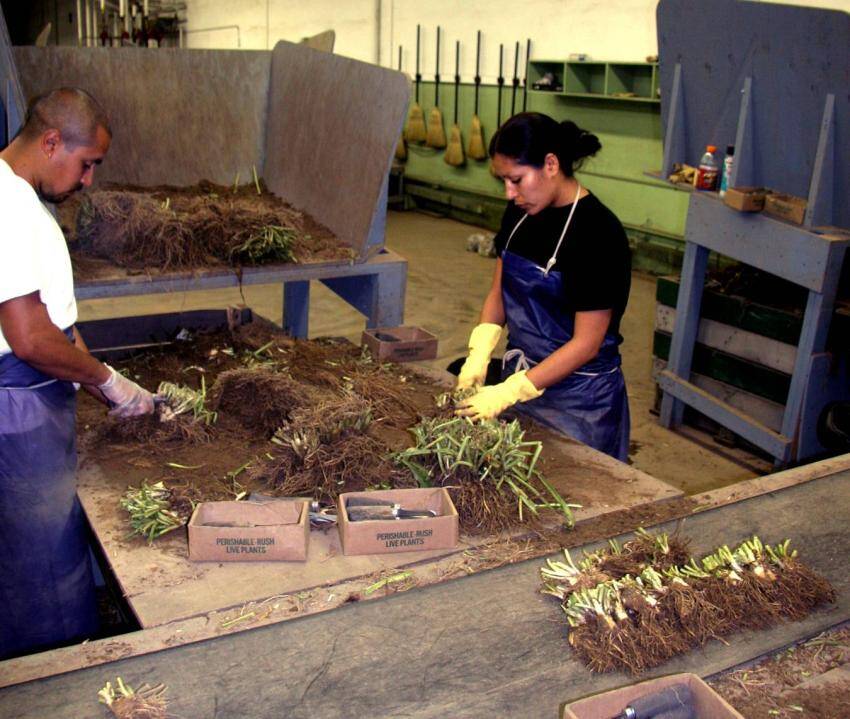 Photo of field dug plants being divided.