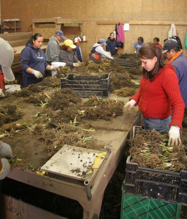 Photo of field dug plants being divided.