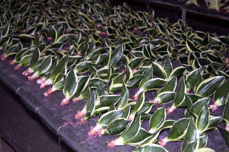 Photo of Sansevieria plants that have had offsets divided for propagation.