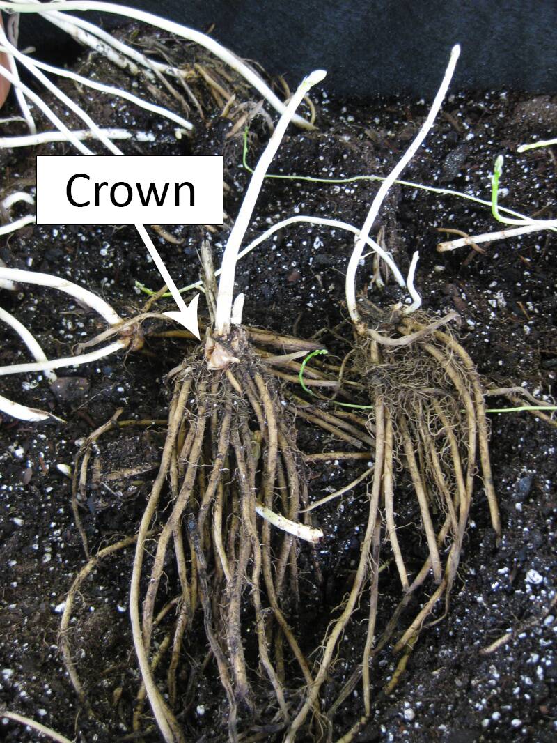Photo pointing out the crown on a section of root system of an asparagus division.