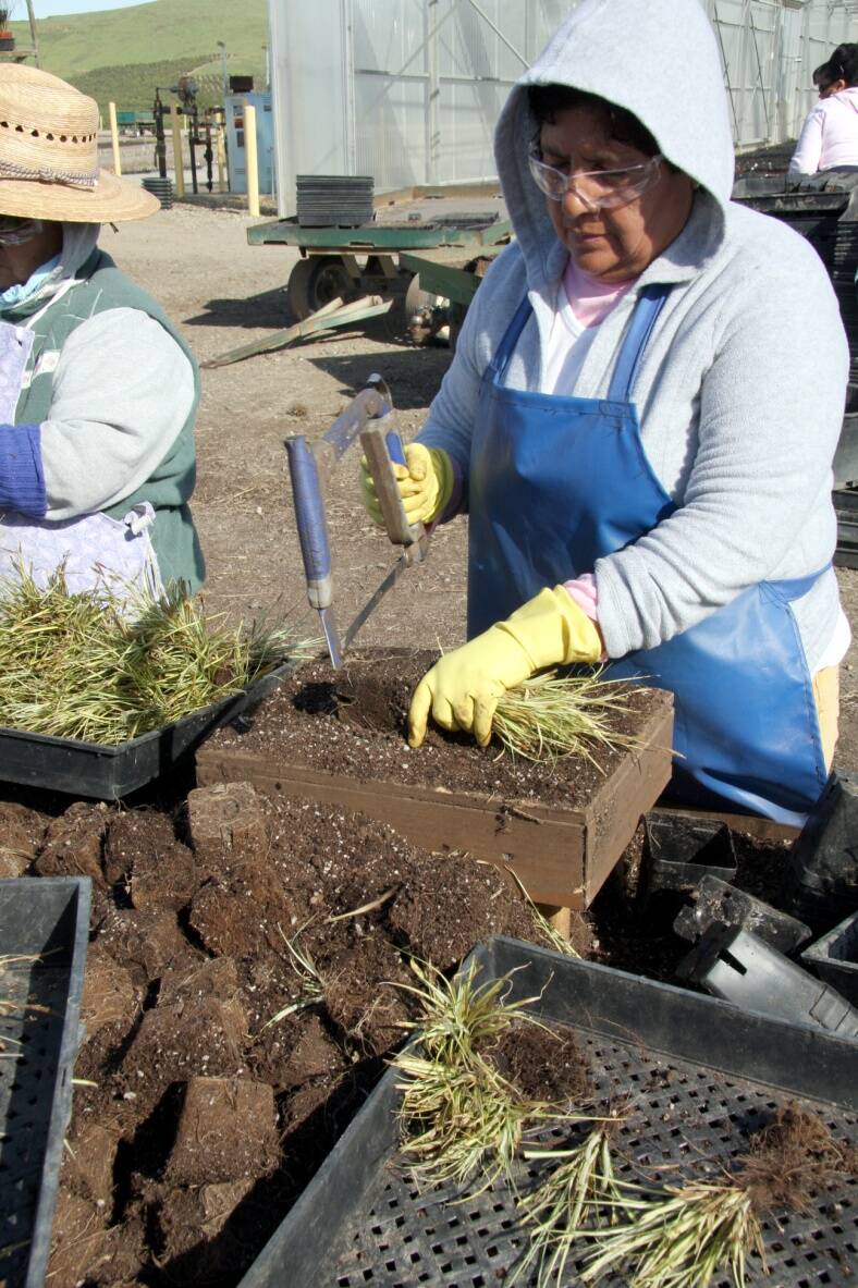 Photo of workers sawing plants into sections.