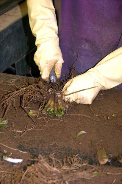 Photo of a worker using a knife to divide crowns.