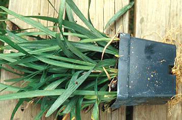 Photo of monkeygrass (Liriope) in a growing container.