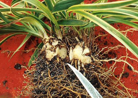 Photo of monkeygrass removed from container and being cut into divisions with a knife.