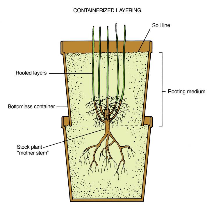 Illustration showing a cross section view of a plant being propagated through the drop layering technique. The secondary container, rooted layers, soil line, rooting medium, and stock plant 'mother stem' are all identified.