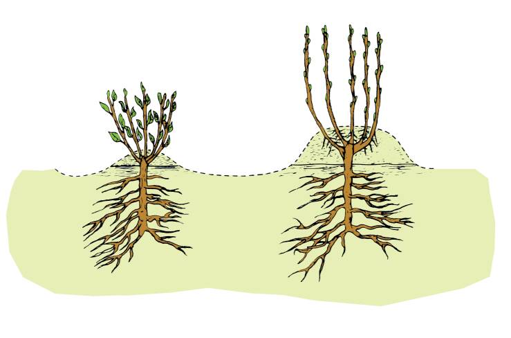 Illustration showing multiple new shoots growing from a single stem that was cut back the previous season, with mounded sawdust added.