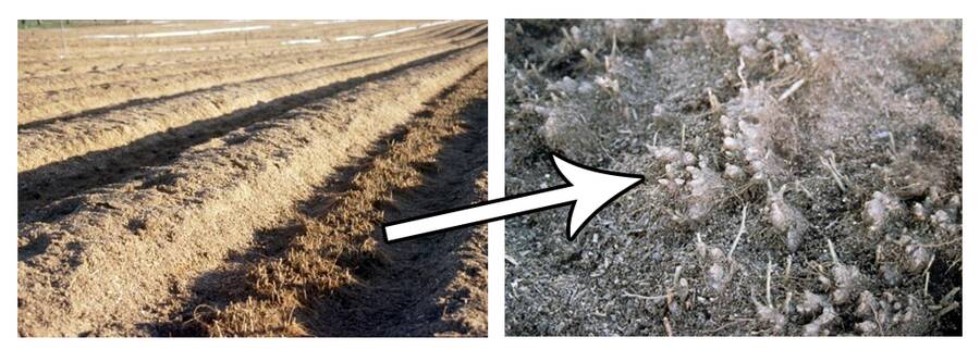 Photo showing rows of apple layers before and after brushing sawdust over the row, with a closeup photo of a mature mound showing dormant buds.