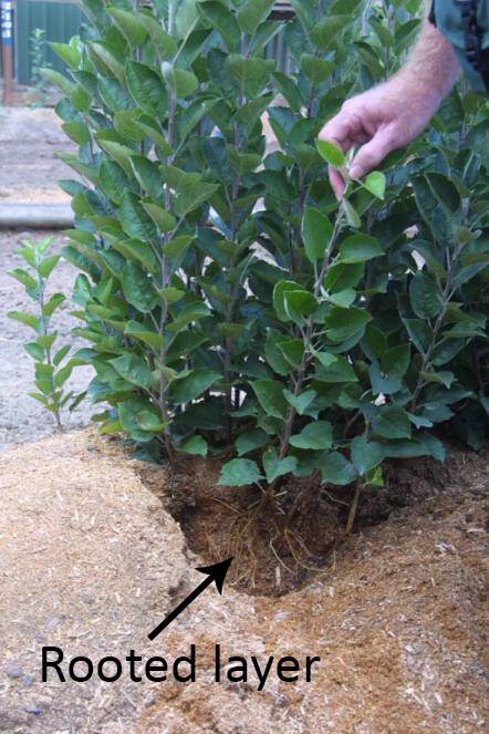 Photo of a plant being propagated by mound layering, with part of the mound removed to show the rooted layer inside it.