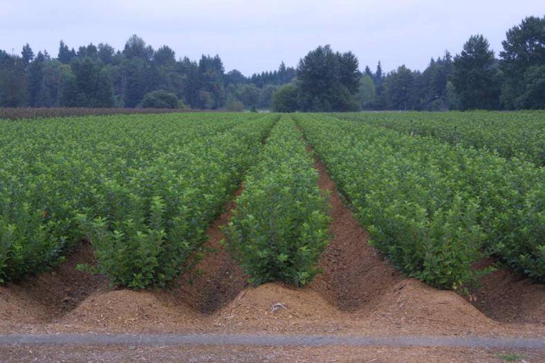 Photo of apple rootstocks being propagated by mound layering.