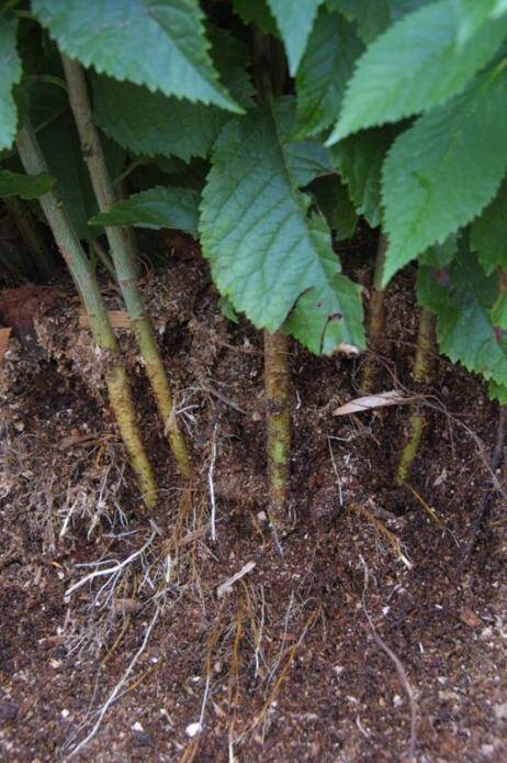 Close up photo of rootstock with roots partially exposed in the mound.