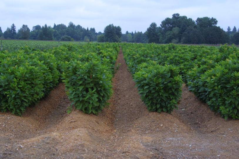 Photo of cherry rootstocks being propagated by mound layering.