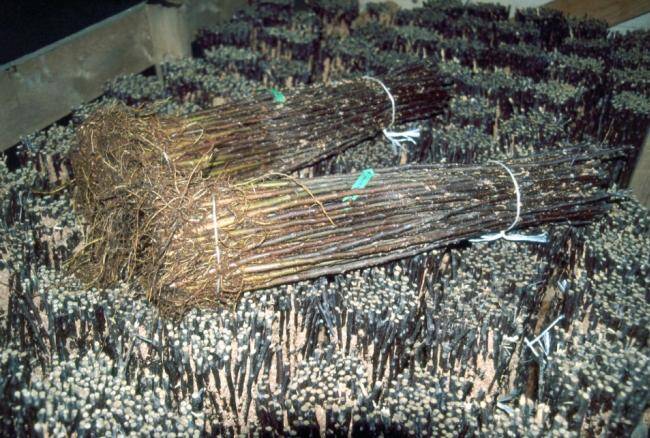 Photo of bundled apple rootstocks.