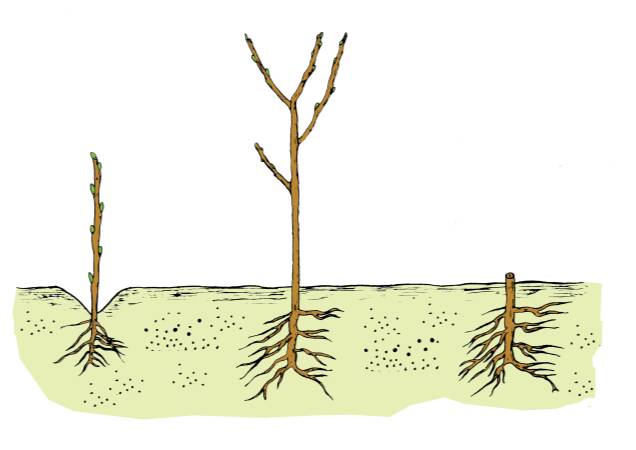 Illustration showing three steps of a plant stem growing, branching, then being cut back at ground level.