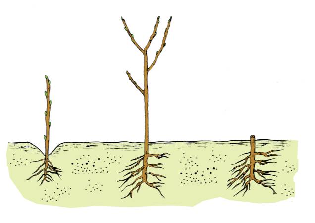 illustration of biology and agriculture, Mound layering is used