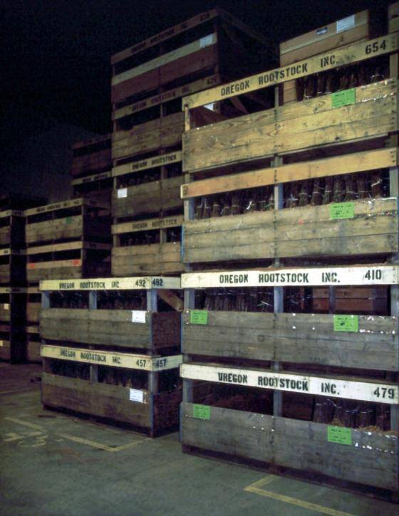 Photo of containers of bundled rootstocks in refridgerated storage.