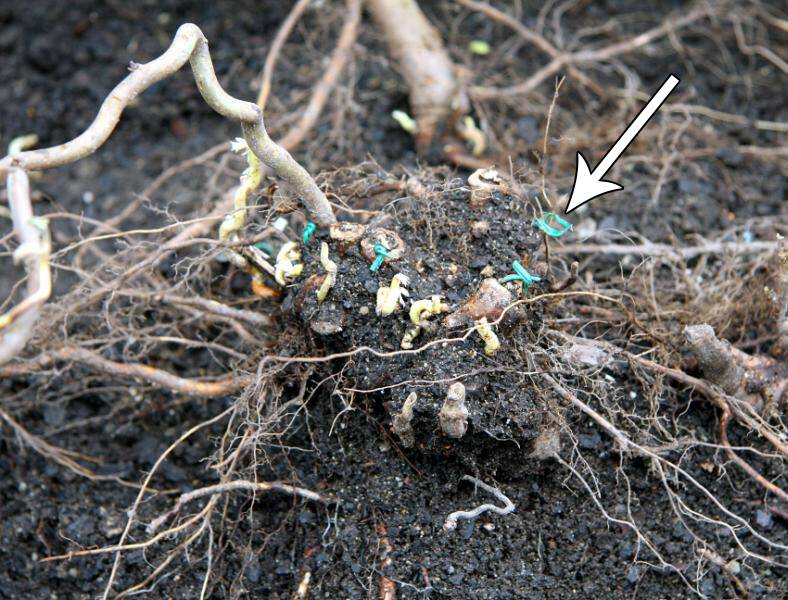 Close up photo of hazel (Corylus) stems that have been girdled pointed out.