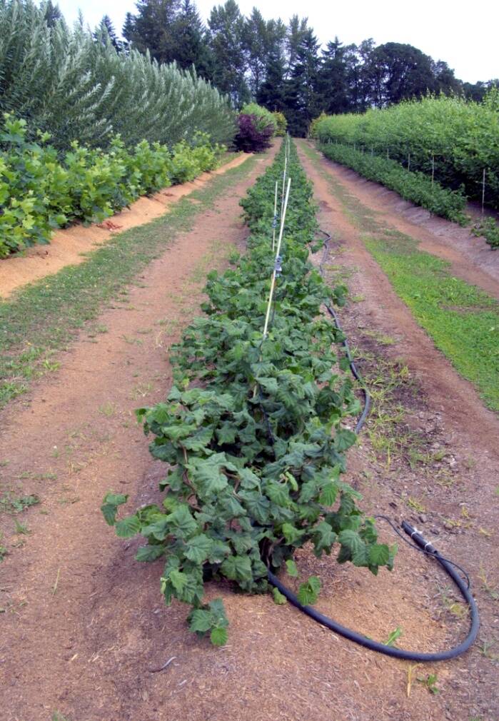 Photo showing mount layers of hazel with drip irrigation.