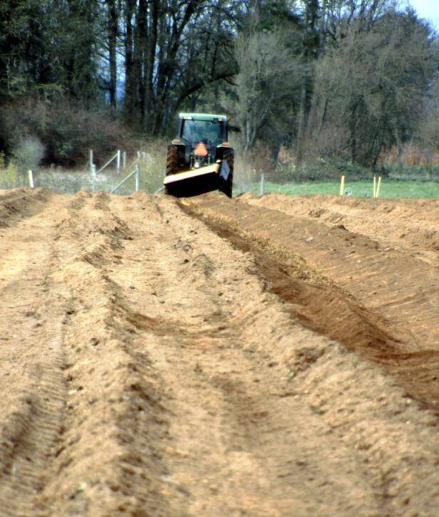 Photo of tractor brushing sawdust atop rows of stems in a field.