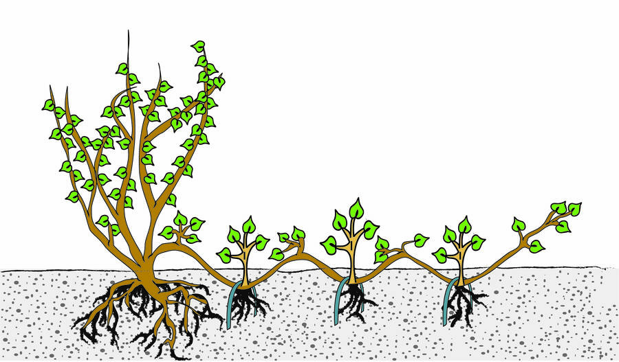 Illustration showing serpentine layering where a stem has been buried and secured to the ground at intervals.