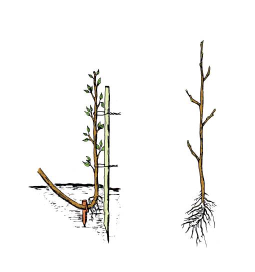 Illustration showing the bent and secured tip in detail. Second illustration shows tip with it's own roots established.
