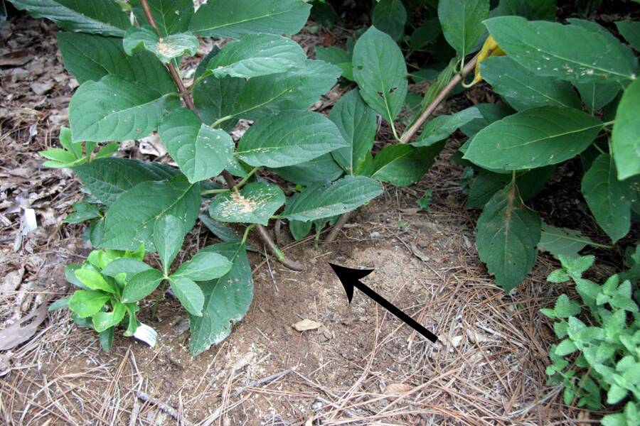 Photo of a hydrangea with simple layering of stems pointed out.