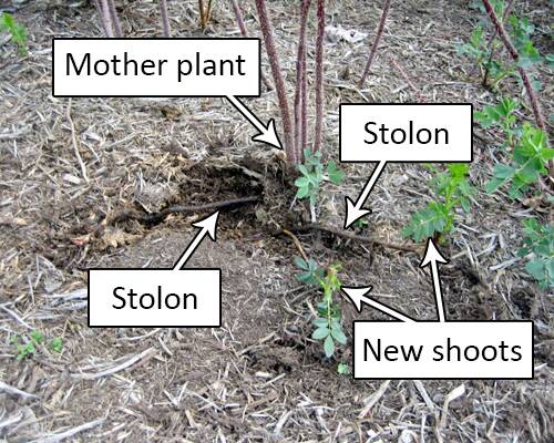 Photo of a shrub rose with the mother plant, stolons, and new shoots pointed out.