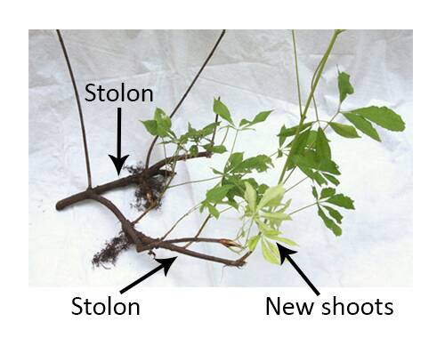 Photo of a sample of a branching stolon with new shoots coming off their tips.