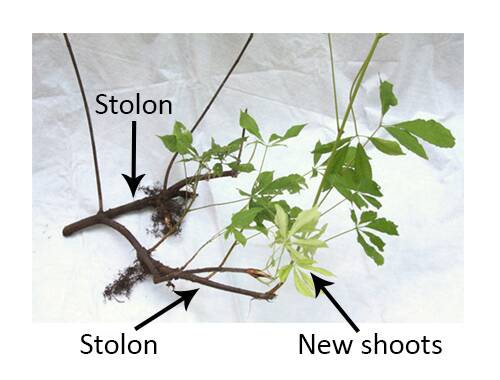 stolon plants