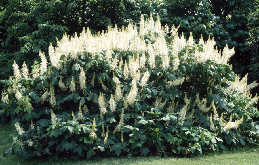 Photo of a large patch of Bottlebrush buckeye (Aesculus parviflora).