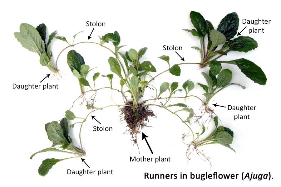 Photo of a bugleflower (Ajuga) uprooted and displayed against a white background. The mother plant, and multiple stolon runners, with daughter plants growing off the runner tips are pointed out.