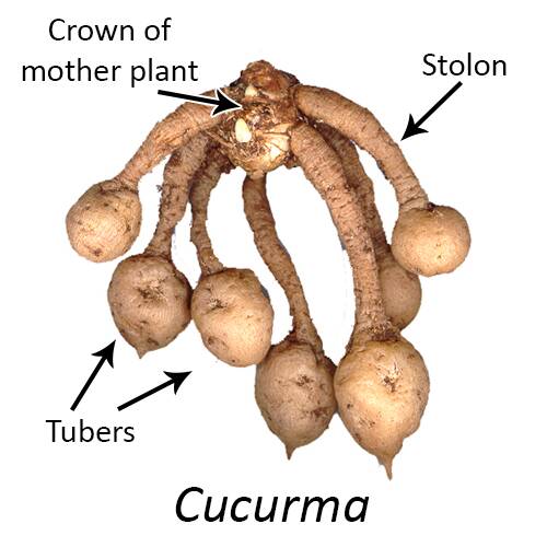 Photo of Cucurma showing the crown of a mother plant with thick stolons that end in tubers.