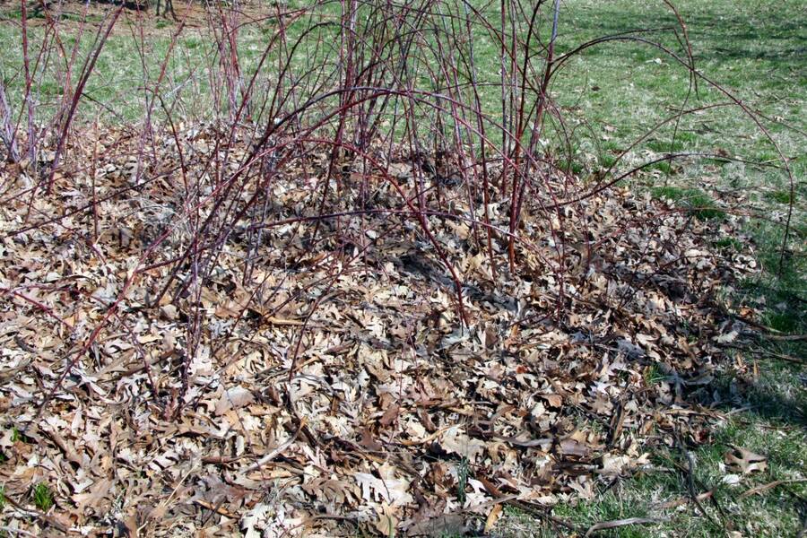 Photo of blackberry stalks without leaves.