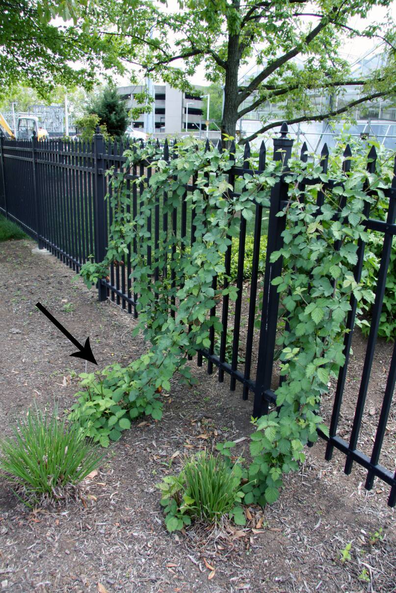 Photo of blackberry plants growing over a tall fence and tips of plants taking root on new side crossed over to.