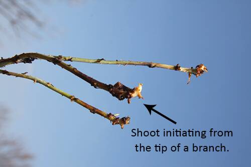 Photo of a plant with a shoot initiating from the tip of a branch pointed out.