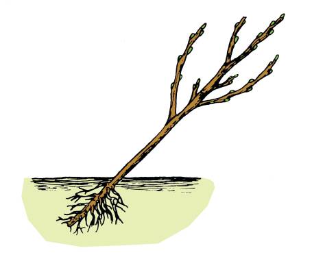Illustration of a new plant placed at an angle in a stool bed.