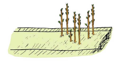 Illustration of new shoots arising from lateral buds along stem of plant.