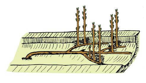Illustrration showing layers taking root beneath sawdust covering.
