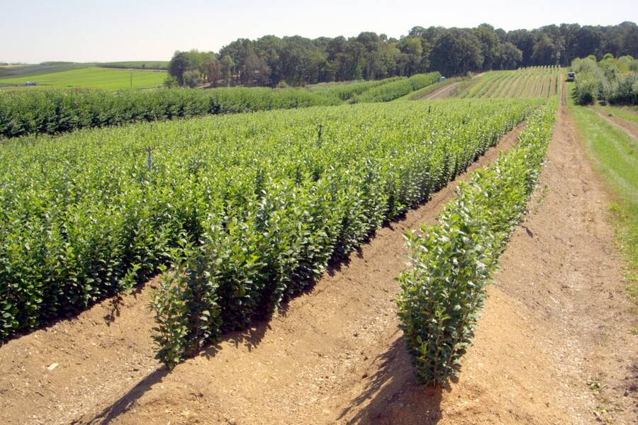 Photo shows shoots growing with sawdust covering the growing root systems.